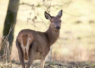 curious female doe