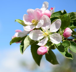 Obraz premium Apfelbaumblüten - Apfelbaum - Blütezeit in Lana in Südtirol