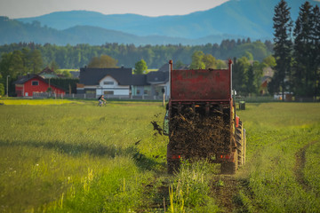 A tractor with manure spreader throwing dung or fertilizer on a field in front of residential houses. Concept of smelly fields in towns.