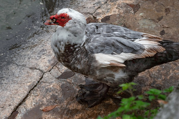 close-up portrait of a muscovy duck on a rocky shore
