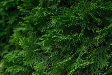 Photo of a fragment of a tree consisting of green coniferous branches. Great background