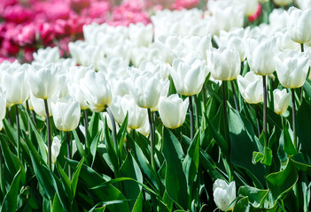Field of white tulips with selective focus. Spring, floral background. Garden with flowers. Natural blooming.