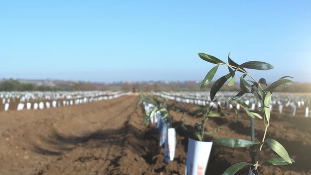 Organic super high density olive grove. Pan shot of cultivation plantation of olive trees in parallel rows. Seedlings in an olive orchard. Little tree in the foreground. Shot in 6k. Slow motion.