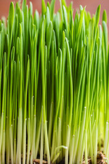 Sprouted wheat grass