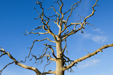 Bare Branches Tree in the Landscape.
