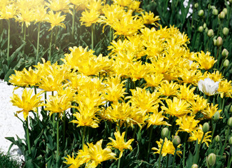 Field of yellow tulips with selective focus. Spring, floral background. Garden with flowers. Natural blooming.