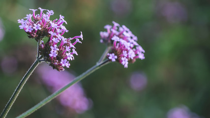 Verbena flower. Verbena pink and violet flower background