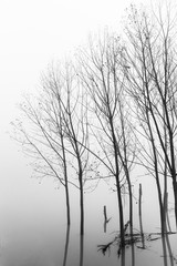 Fiume Po con la nebbia e alberi