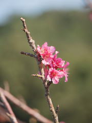 Wild Himalayan Cherry flower (Prunus cerasoides), closeup of Wild Himalayan Cherry (Prunus cerasoides)