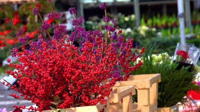 Christmas Decorative Plants, Market,sweden  Christmas Decorative Plants, Gamla Stan Christmas Market, Stockholm, Sweden