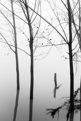 Fiume Po con la nebbia e alberi