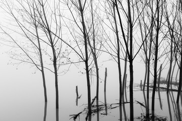 Fototapeta na wymiar Fiume Po con la nebbia e alberi