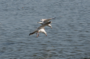 A flock of gulls hunting for fish in a pond