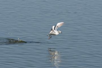 Fototapeta na wymiar A black-headed gull taking off from a pond