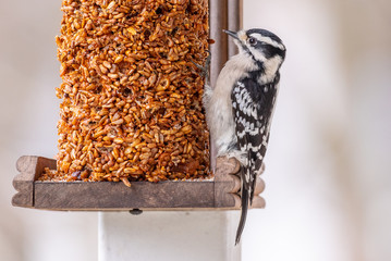 Black and white downy woodpecker on bird feeder