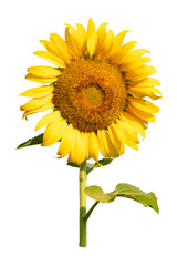 Obraz premium Sunflower flower isoleated on white background.