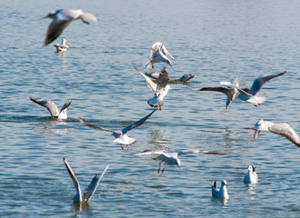 A flock of gulls hunting for fish in a pond