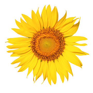 Sunflower flower isoleated on white background.Object clipping path.