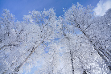 霧氷と青空