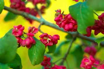 Obraz na płótnie Canvas close-up photo of Euonymus branch with berries