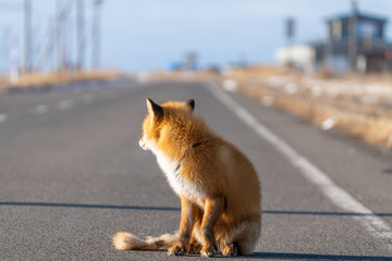 キタキツネ