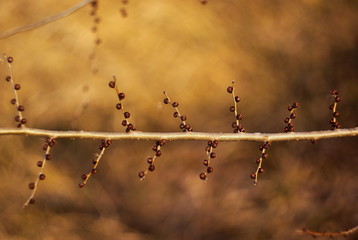  background with macro photo of twigs with buds in spring