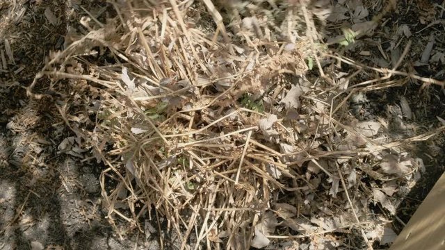 Cleaning Garden in Spring with Pruner, Fern, Top View, Close Up, 4k