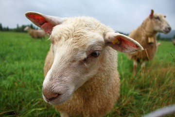 Detail of a sheep¨s head