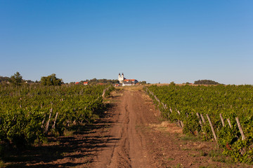 Vineyard near to Tihany and lake Balaton with the abbey in the background in Hungary