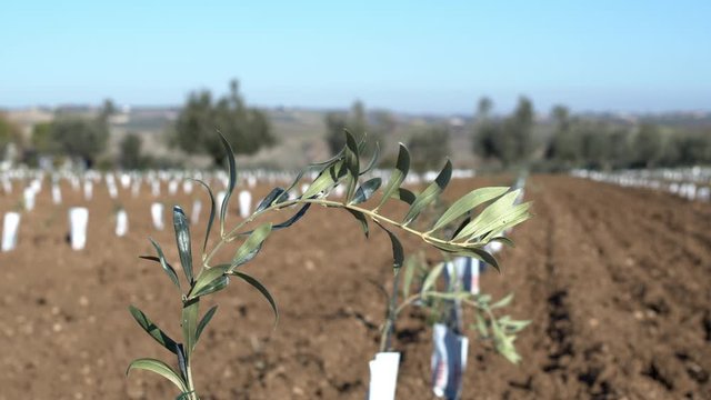 Organic super intensive olive grove. Dolly shot of cultivation plantation of olive trees in parallel rows. Seedlings in an olive orchard. Little tree in the foreground. Shot in 6k. Slow motion.