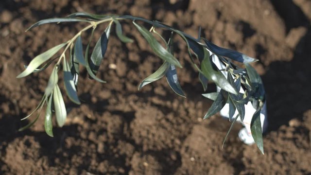 Overhead shot of little olive tree plant in a super intensive olive grove. Cultivation plantation of olive trees in parallel rows. Seedlings in an olive orchard. Shot in 6k. Slow motion.