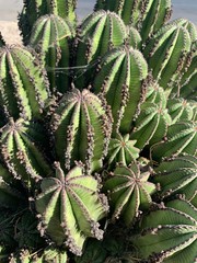 close up of a cactus