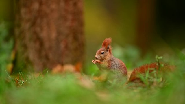 Red squirrel in the natural environment, autumn forest, close up, wildlife, isolated, Sciurus vulgaris