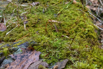 Close up of the little things in nature we don't hardly notice