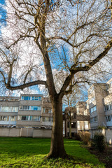 Obraz premium A tree in the middle of a clearing in-between blocks of flats