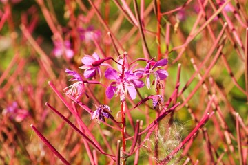 A detail of a pink flower