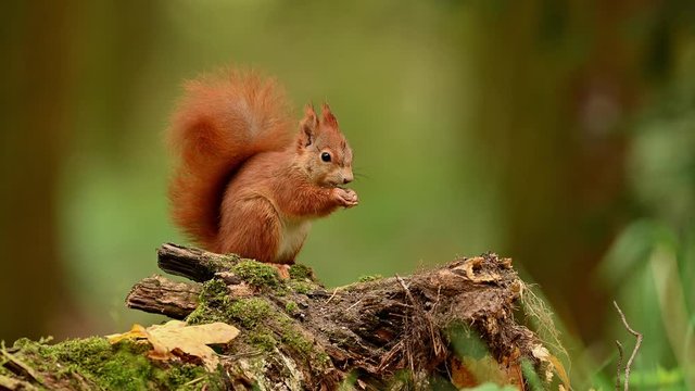 Red squirrel in the natural environment, autumn forest, close up, wildlife, isolated, Sciurus vulgaris