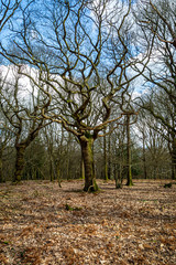 Bare trees in Sussex woodland on a sunny late winters day