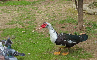 muscovy duck walks and looks at other birds in the park