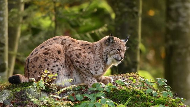Cute bobcat in the natural environment, close up,  Lynx lynx, Europe, 4k 