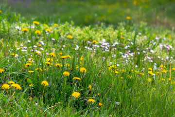 dandelions and other weeds among the grass. an overgrown backyard needs clearing. springtime lawn care concept