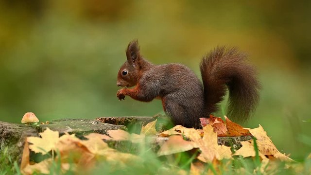 Red squirrel in the natural environment, autumn forest, close up, wildlife, isolated, Sciurus vulgaris