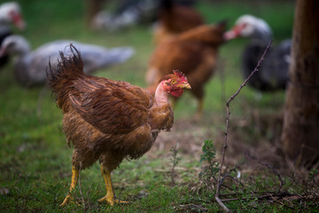 Brown chicken on blurred background with autumn shades.