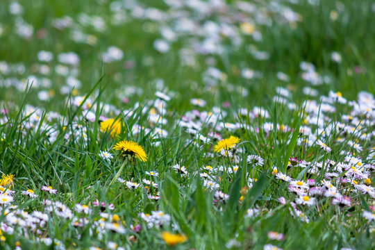 dandelion and daisies in the grass. green nature background. lawn care concept
