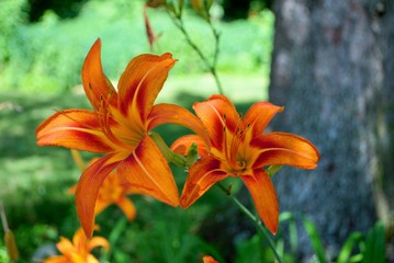 Bright orange stargazer lily blooming in a backyard garden