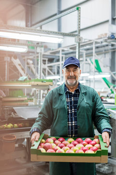 Portrait smiling worker carrying box of apples in food processing plant