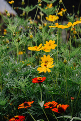 Flores amarillas y rojas en pueblo montañoso
