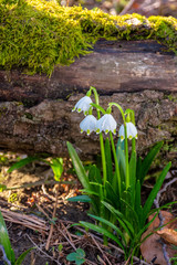 snowflake bloom in the forest. spring scenery with first flowers. sunny weather. moss covered fallen tree in the background