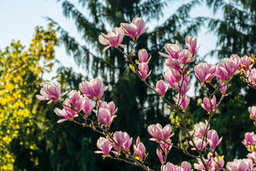 pink blossom of magnolia tree. big flowers on the twig on a sunny day. garden nature background....