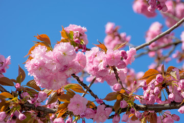 cherry blossom on the blue sky background. wonderful spring nature scenery